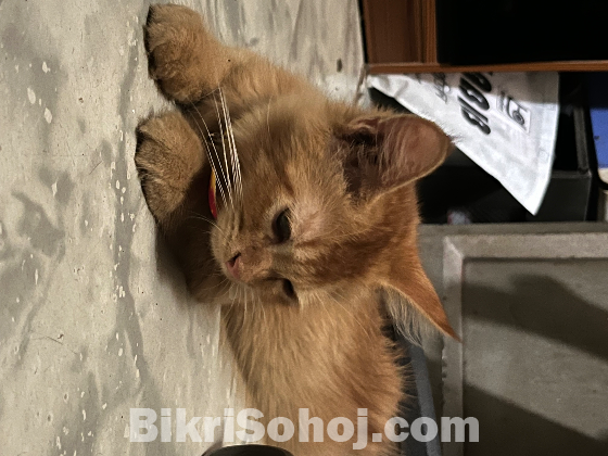Cream Persian